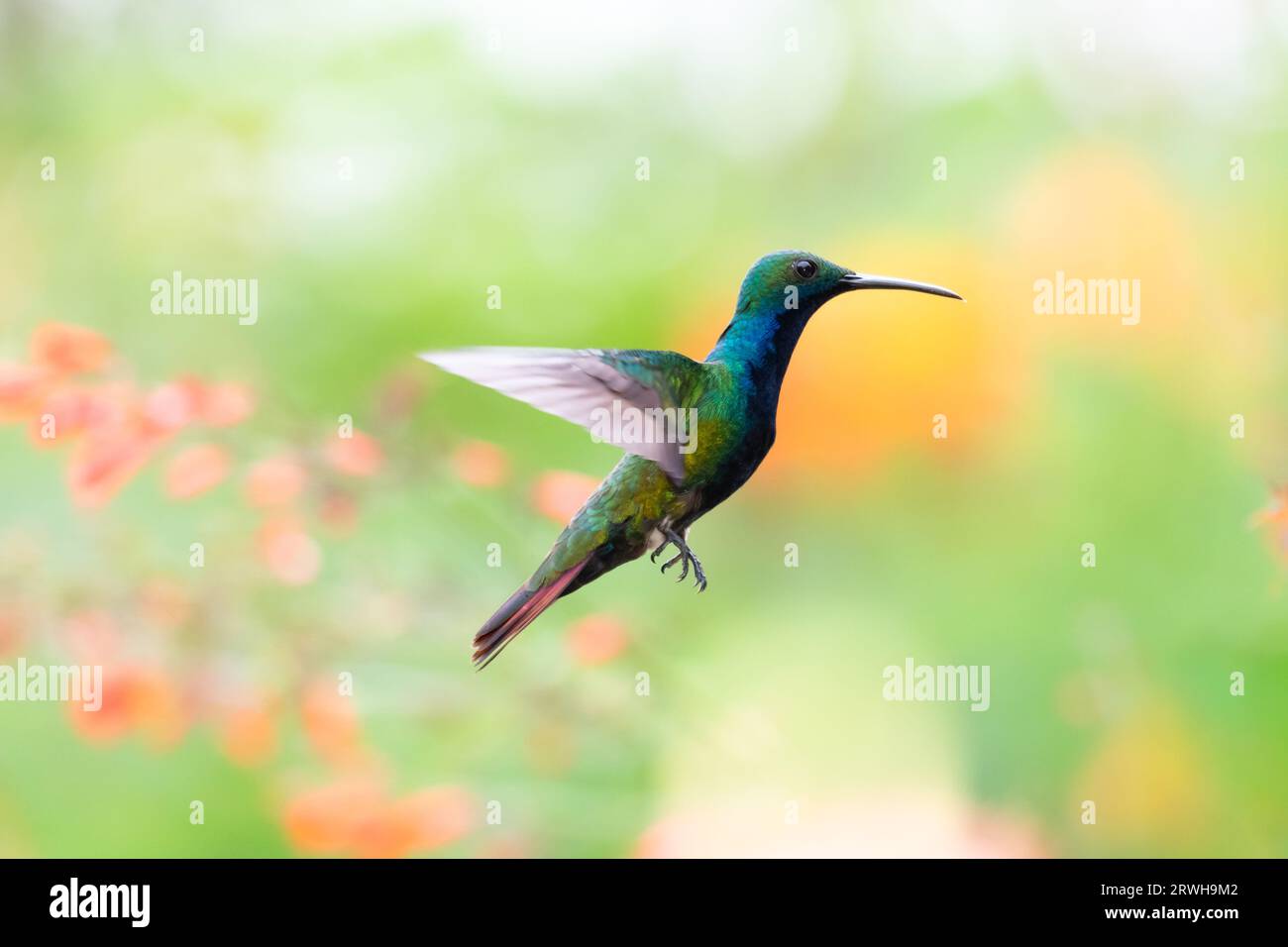 Beautiful male Black throated Mango hummingbird, Anthracothorax nigricollis, flying with a blurred pastel colors in background Stock Photo