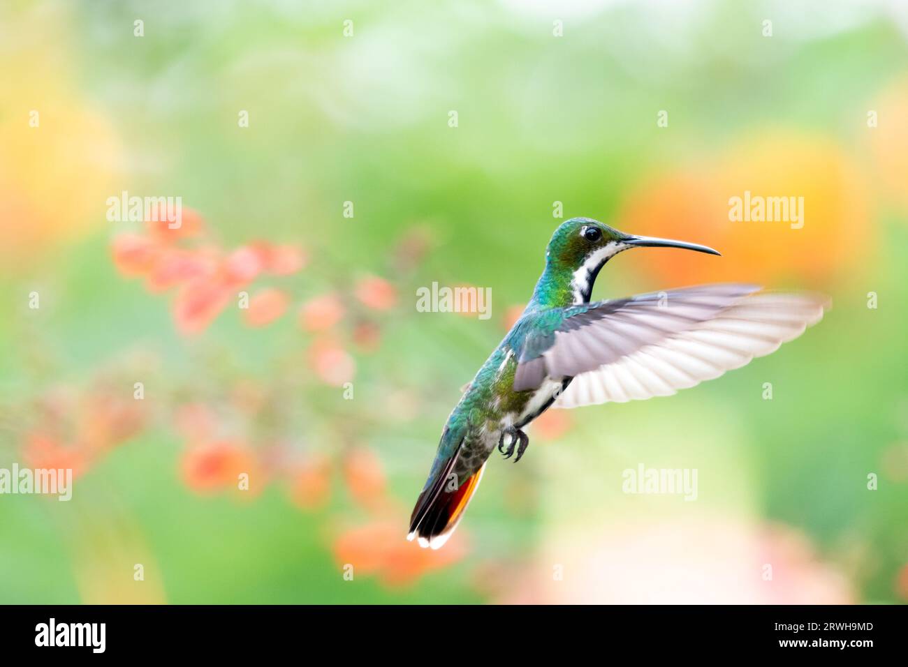 Black-throated Mango hummingbird, Anthracothorax nigricollis flying in a garden with pastel colored background Stock Photo