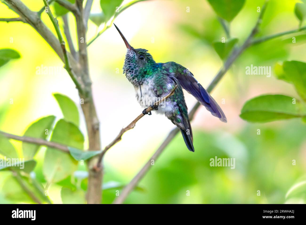 Blue-chinned Sapphire hummingbird, Chlorestes notata, perching in a lemon tree stretching with a light pastel background Stock Photo