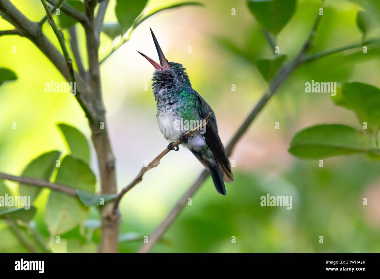 Blue-chinned Sapphire hummingbird, chlorestes notata, with her beak open chirping a song with soft pastel background Stock Photo