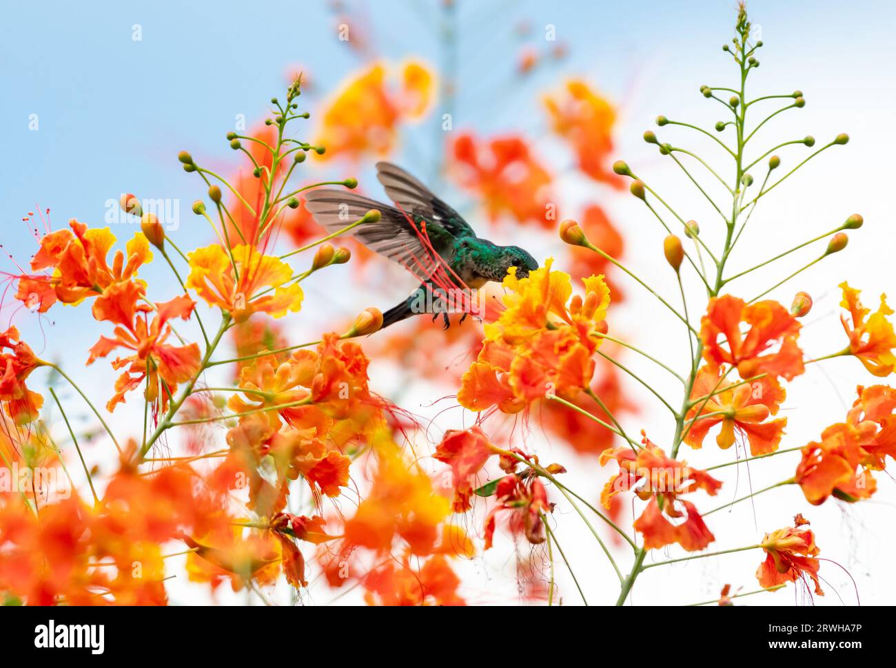 Blue-chinned Sapphire hummingbird, Chlorestes notata, flying in the midst of vibrant orange flowers feeding on nectar Stock Photo