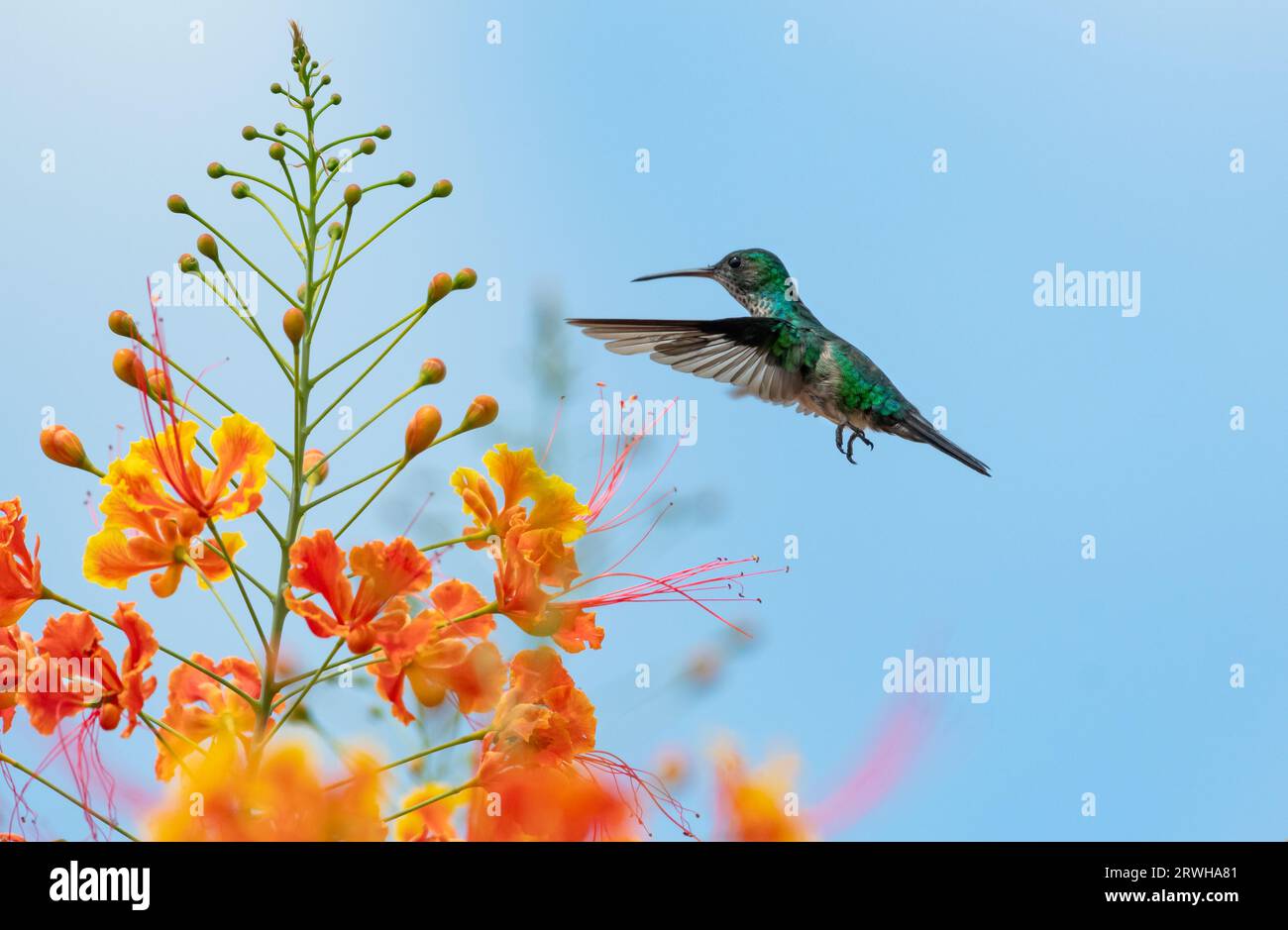 Blue-chinned Sapphire hummingbird, Chlorestes notata, flying next to vibrant orange flowers in the sky Stock Photo