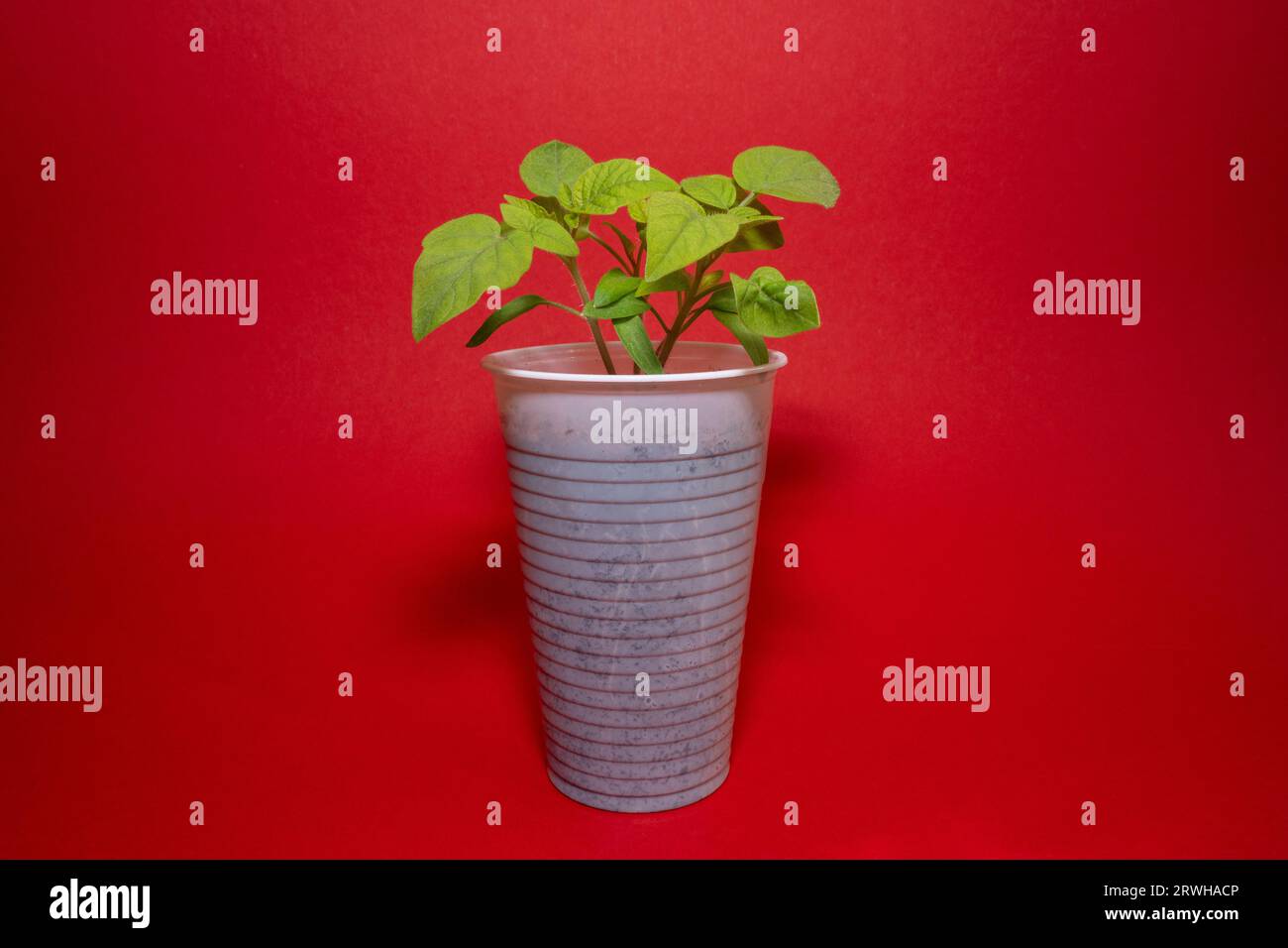 Tomato seedlings in a white plastic cup with red background Stock Photo
