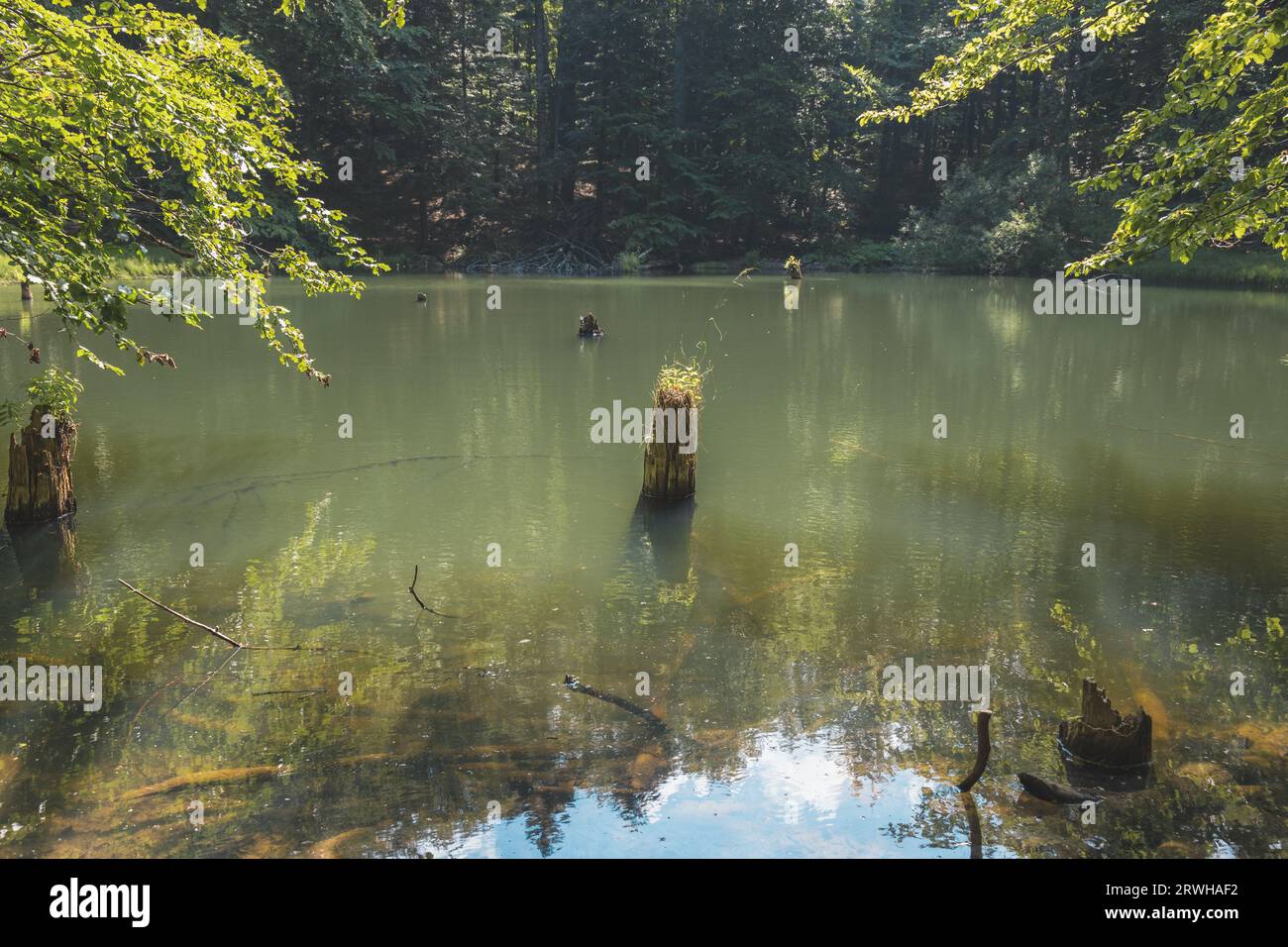 Bieszczady Mountains, Bieszczadzki National Park, Polish Mountains and landscapes, Zwiezlo nature reserve, Duszatynskie lakes, podkarpackie, Poland Stock Photo