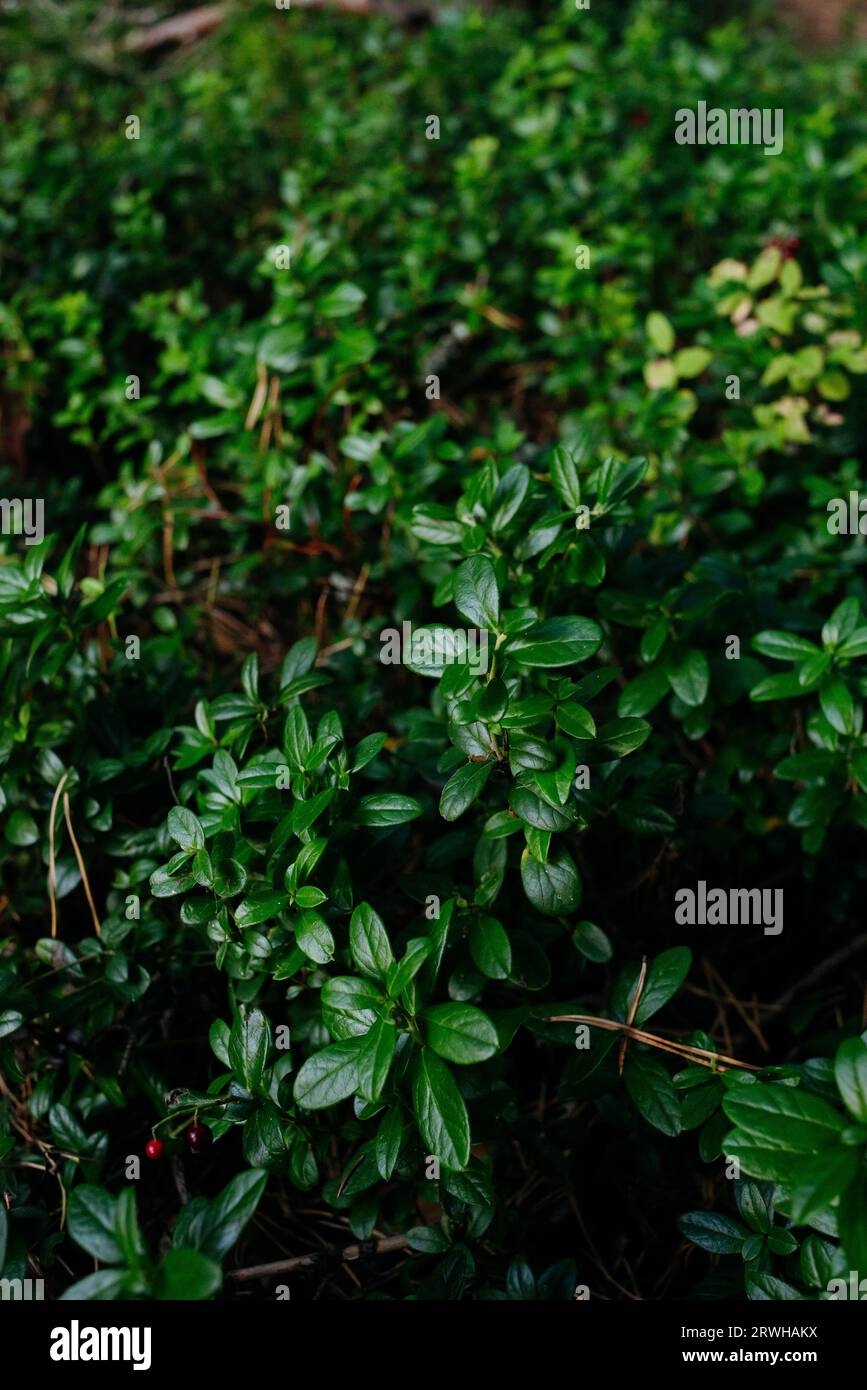Detail of the northern autumn forest. Dark green saturated lingonberry leaves close up Stock Photo