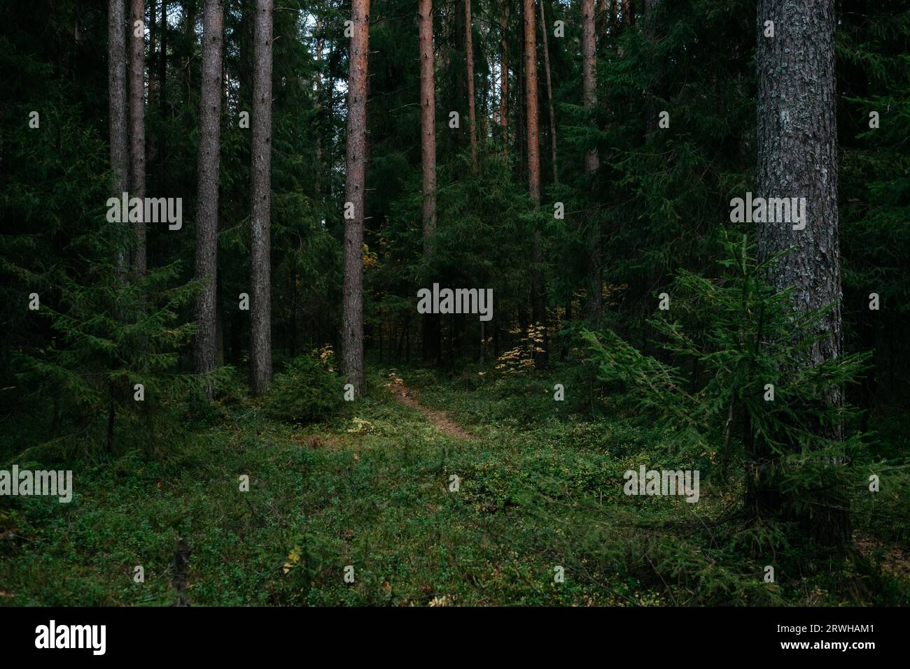 Landscape. Mysterious northern forest after sunset on an autumn evening. Stock Photo