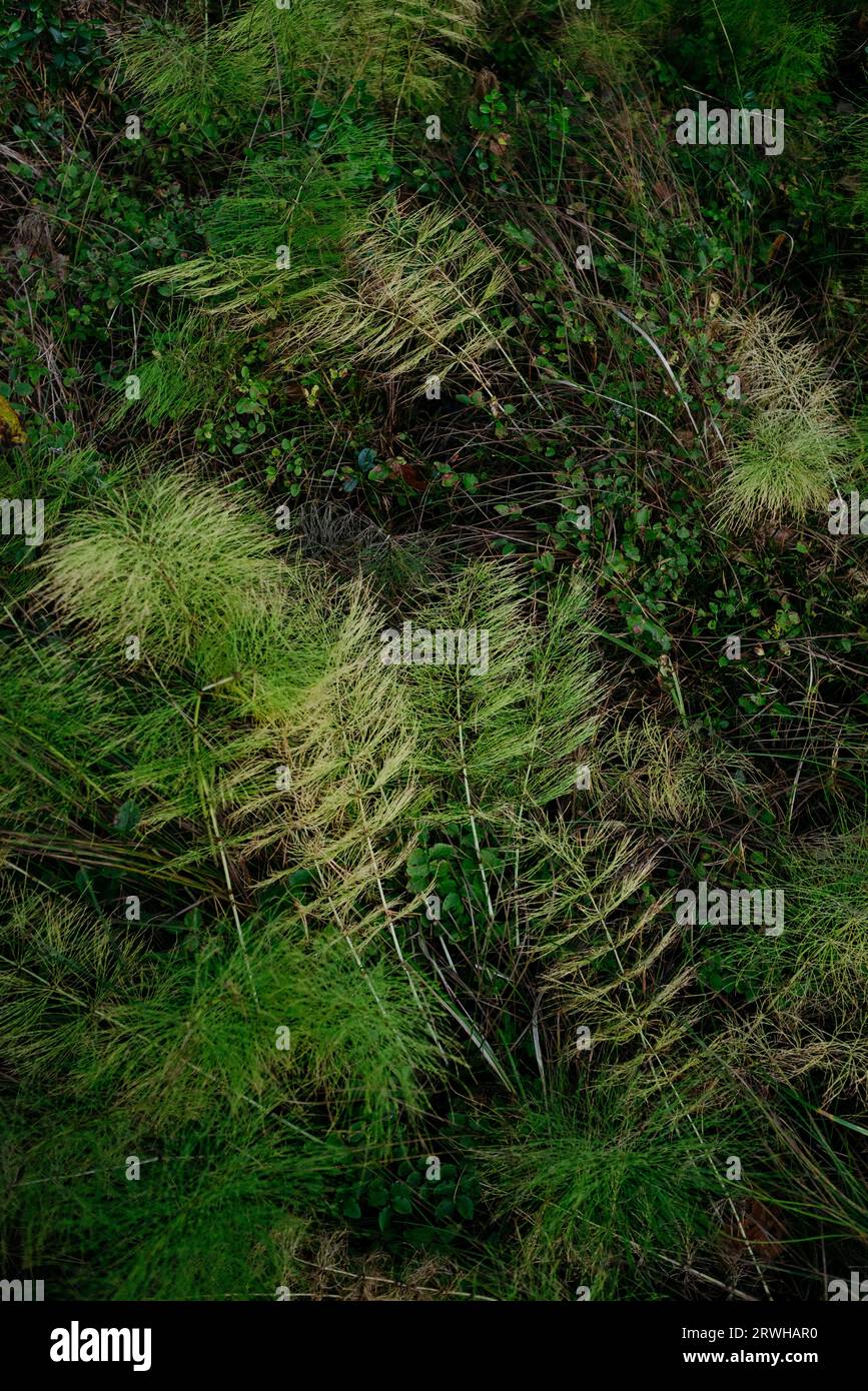 Detail of the northern autumn forest. Fallen horsetail close-up, Stock Photo