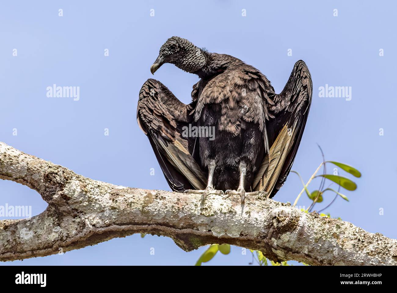 Vultures play a vital ecological role by consuming dead animals. Stock Photo