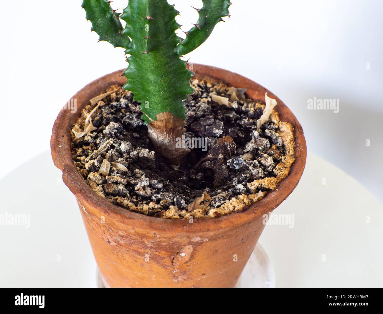 Cactus fungus hi-res stock photography and images - Alamy
