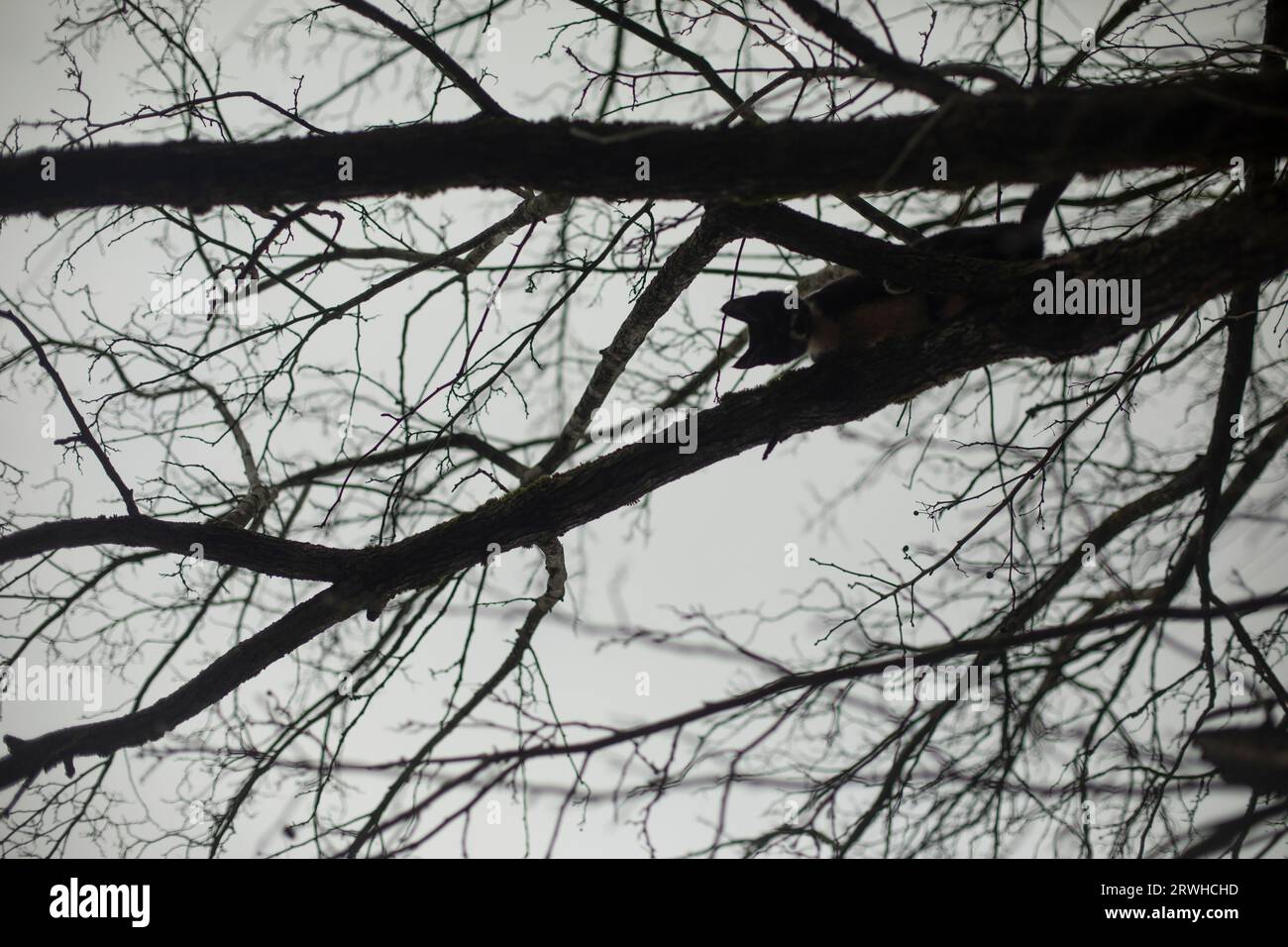 Pet sitting high up in tree. Animal hides in branches. Pet is walking Stock Photo Alamy