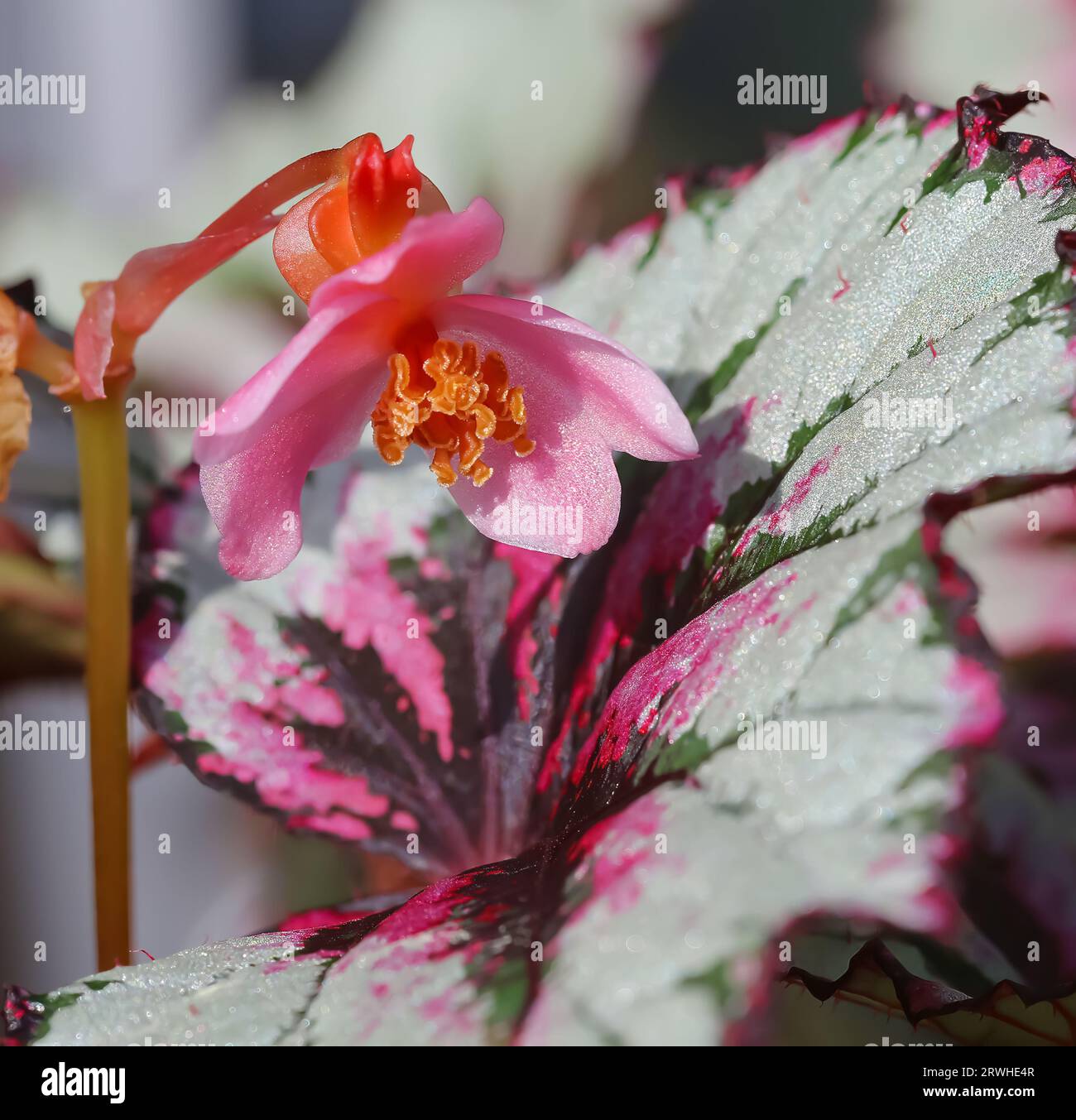 Closeup of isolated blooming king begonia rex cultivar, purple green white leaves, pink flowers in summer Stock Photo