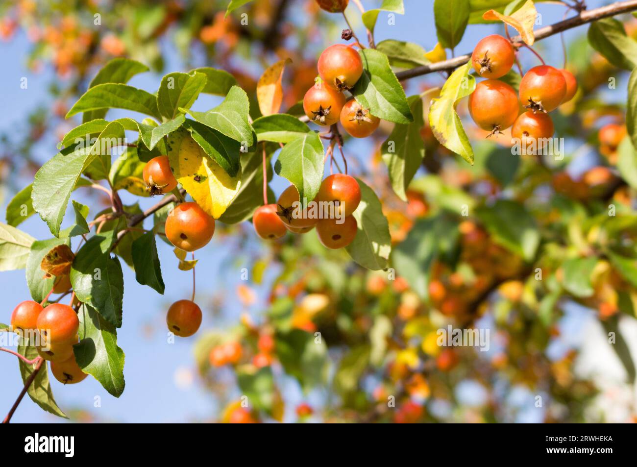 Ripe wild crabapples on the branches of the apple trees. fruits of malus sieboldii, closeup, sunny autumn day. outdoor. Stock Photo