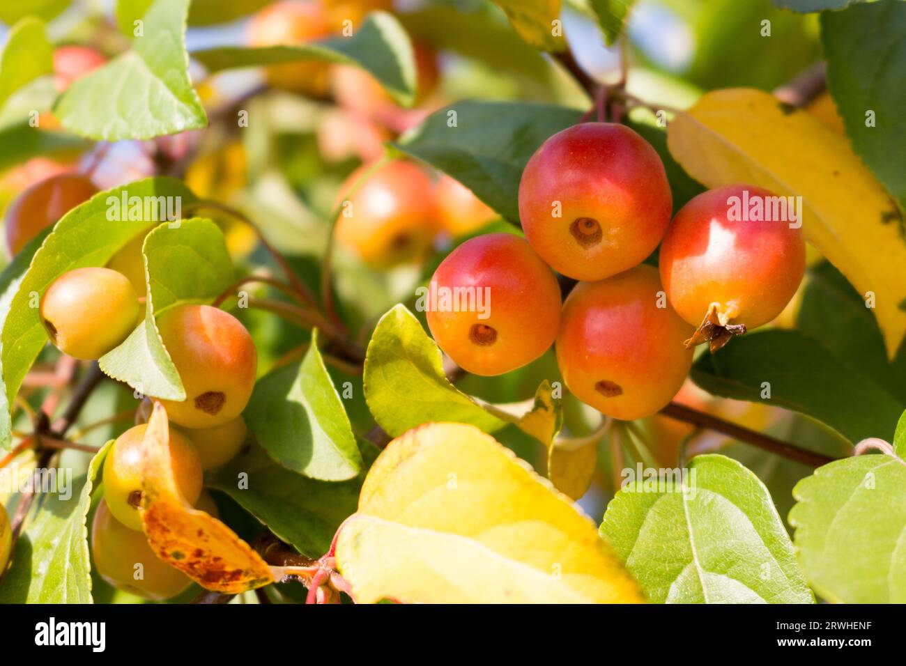 Ripe wild crabapples on the branches of the apple trees. fruits of malus sieboldii, closeup, sunny autumn day. outdoor. Stock Photo