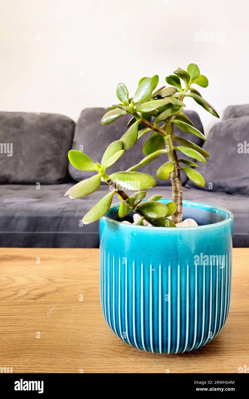 Jade plants (Crassula ovata), sometimes called money tree. A favorite houseplant often used as a bonsai. Home décor and gardening concept. Stock Photo