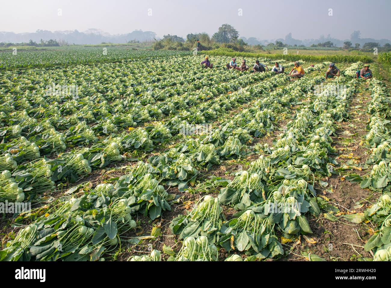 Farmers are harvesting turnip from the field at Savar in Dhaka, Bangladesh. Stock Photo