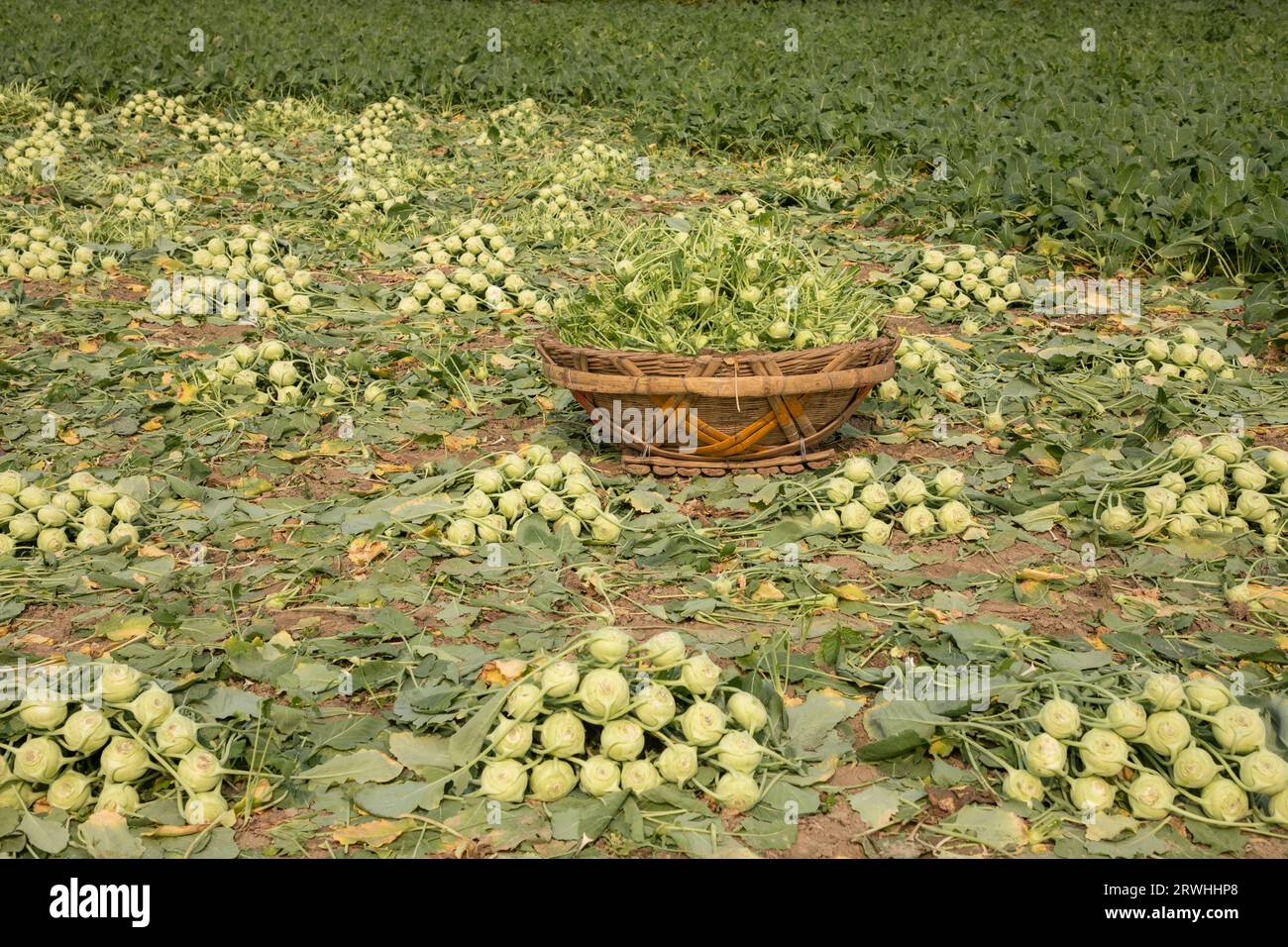 Harvested winter turnip, kohlrabi vegetables on the field at Savar in Dhaka, Bangladesh. Stock Photo