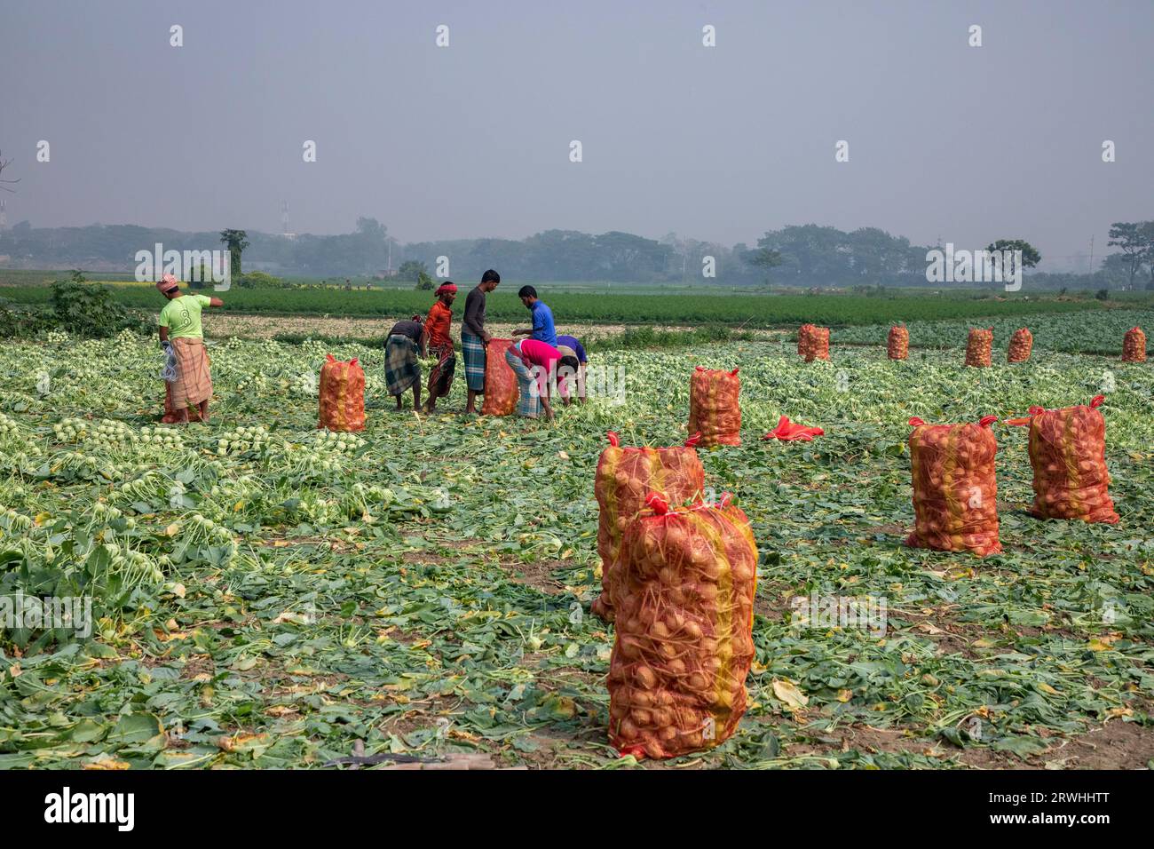 Farmers are harvesting turnip from the field at Savar in Dhaka, Bangladesh. Stock Photo