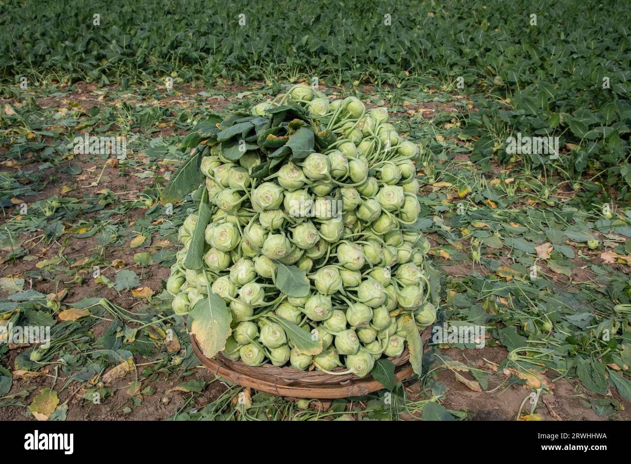 Harvested winter turnip, kohlrabi vegetables on the field at Savar in Dhaka, Bangladesh. Stock Photo