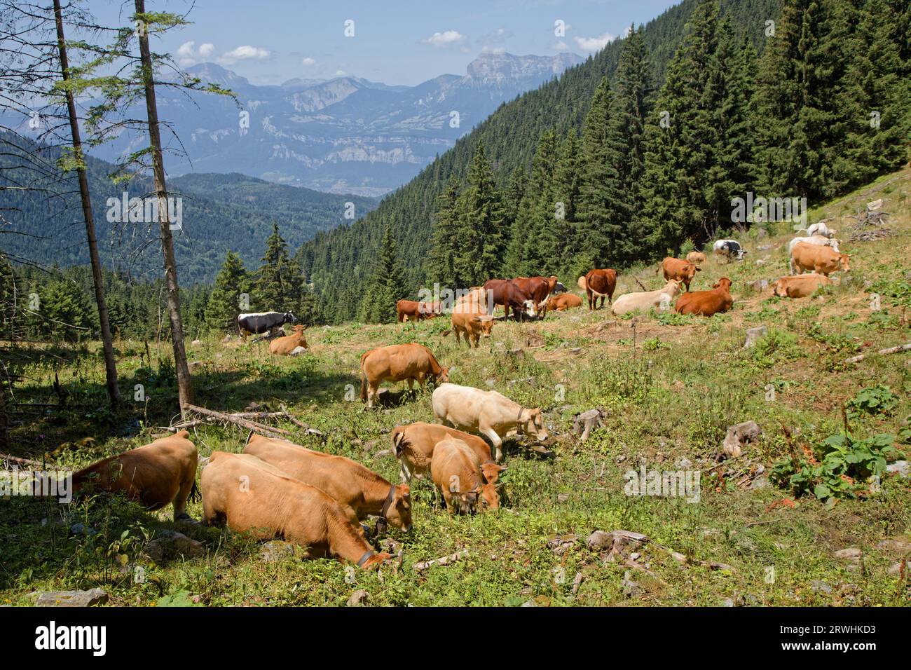 Cows in a forest landscape  of french alps Stock Photo