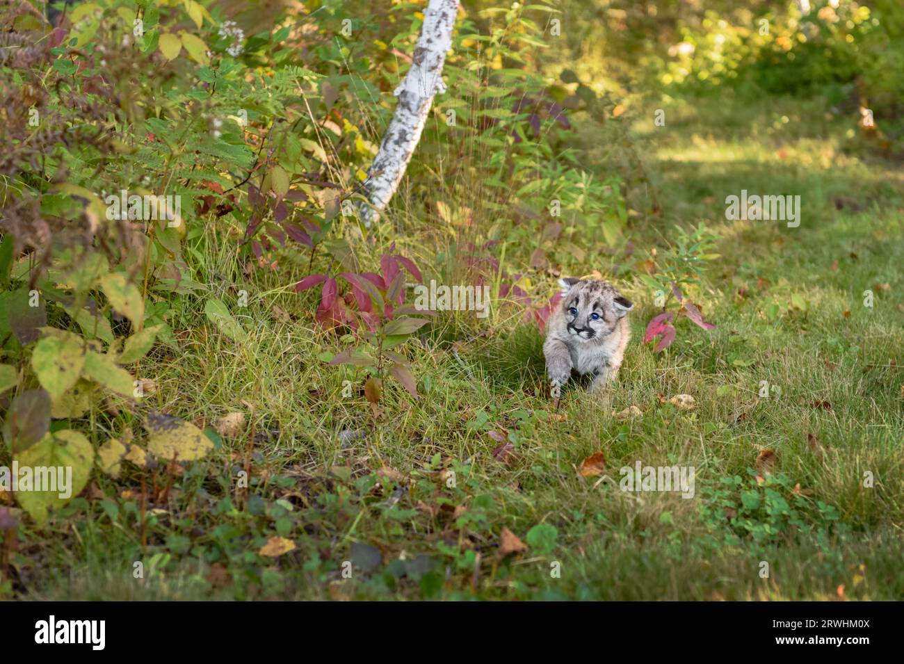 Cougar Kitten (Puma concolor) Walks Around Corner on Forest Trail Autumn - captive animal Stock Photo