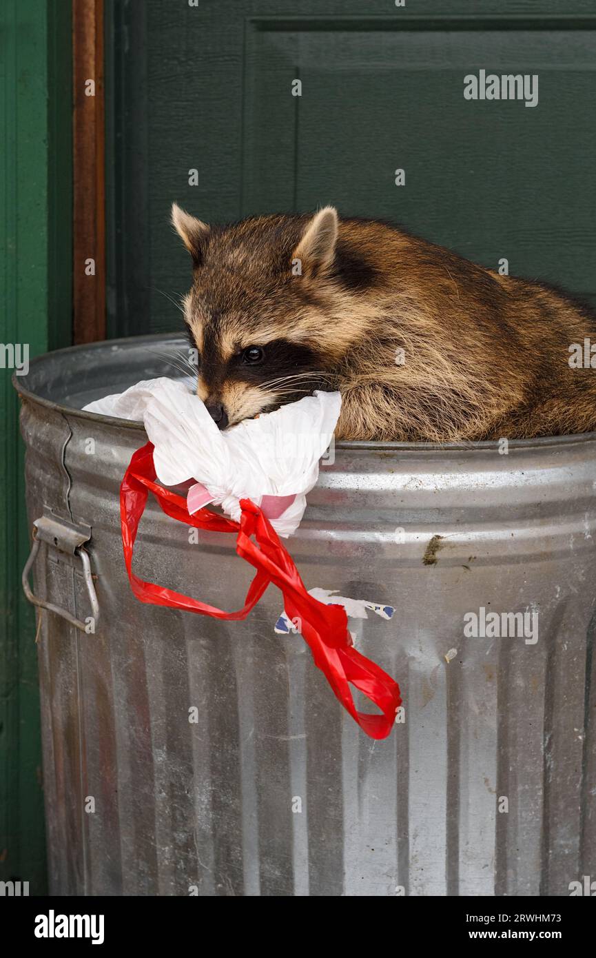 https://c8.alamy.com/comp/2RWHM73/raccoon-procyon-lotor-sniffs-at-garbage-bag-captive-animal-2RWHM73.jpg