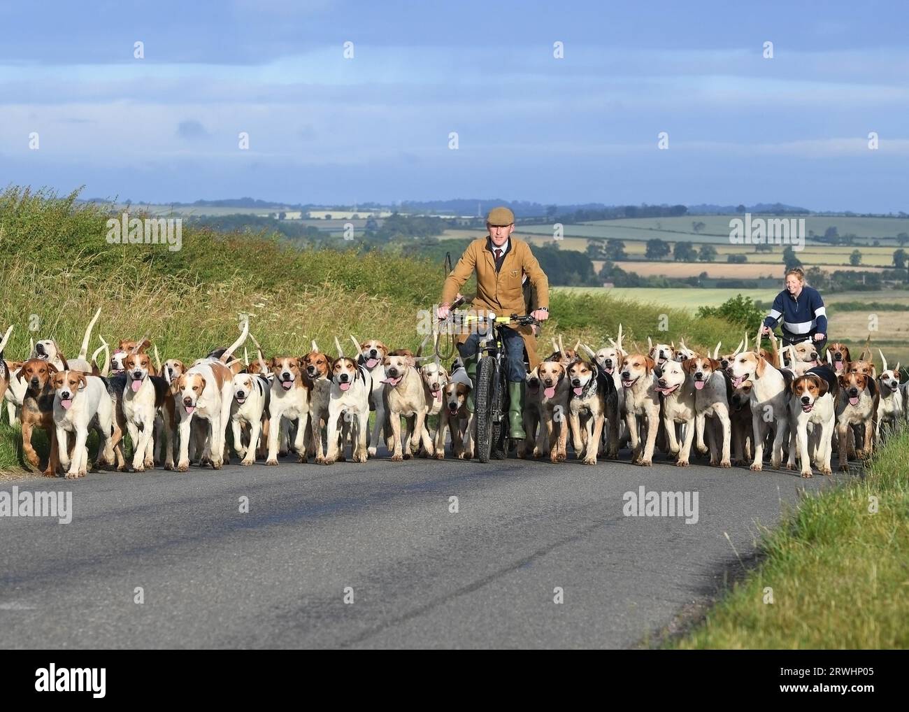 Cottesmore Hunt hounds early morning exercise  in Rutland. 02.07 2022 Stock Photo