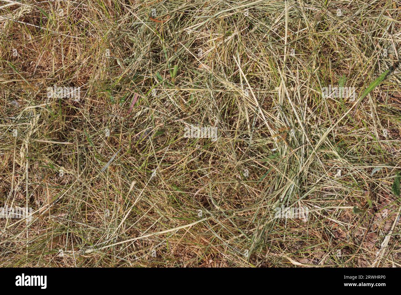 Green grass ground close up hi-res stock photography and images - Alamy