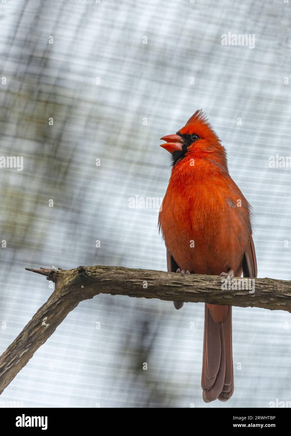 The iconic Northern Cardinal, Cardinalis cardinalis, captured in ...