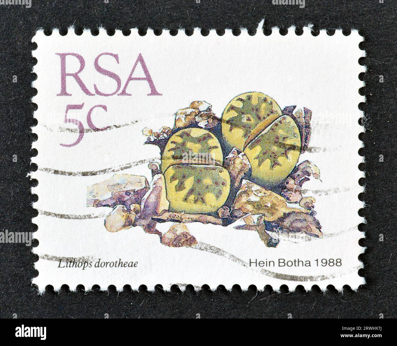 Cancelled postage stamp printed by South Africa, that shows Lithops dorotheae, circa 1988. Stock Photo