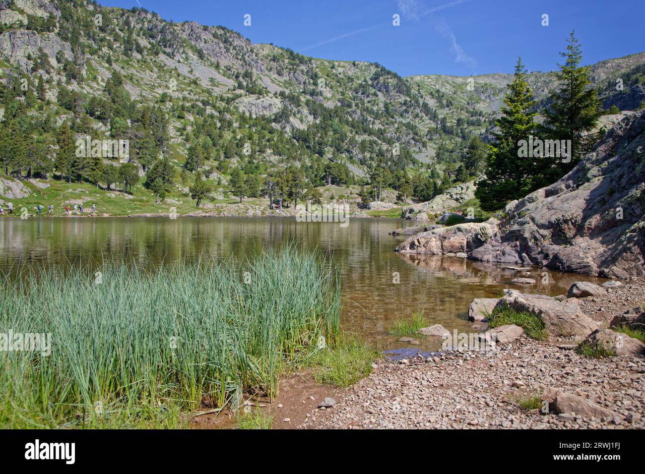 Reeds on lake shore in Chamrousse mountain range Stock Photo