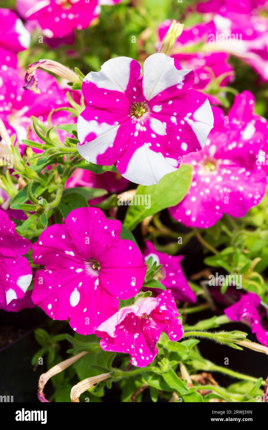 Blooming Petunia hybrida 'Headliner Pink Sky' from the Galaxy petunia series features vibrant splashy pink and white flowers. Stock Photo