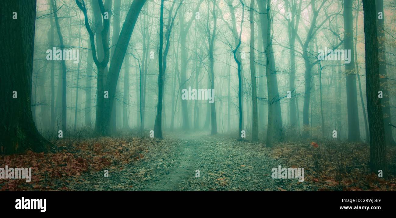 Woodlands hidden paths Stock Photo - Alamy