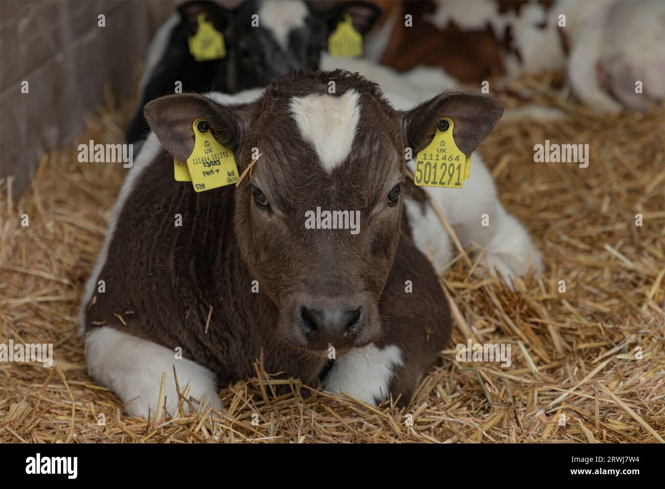Keswick, Cumbria, United Kingdom - April 23rd 2023 - Small brown and white calf lay in the straw in a cow shed with identification tags in its ears Stock Photo