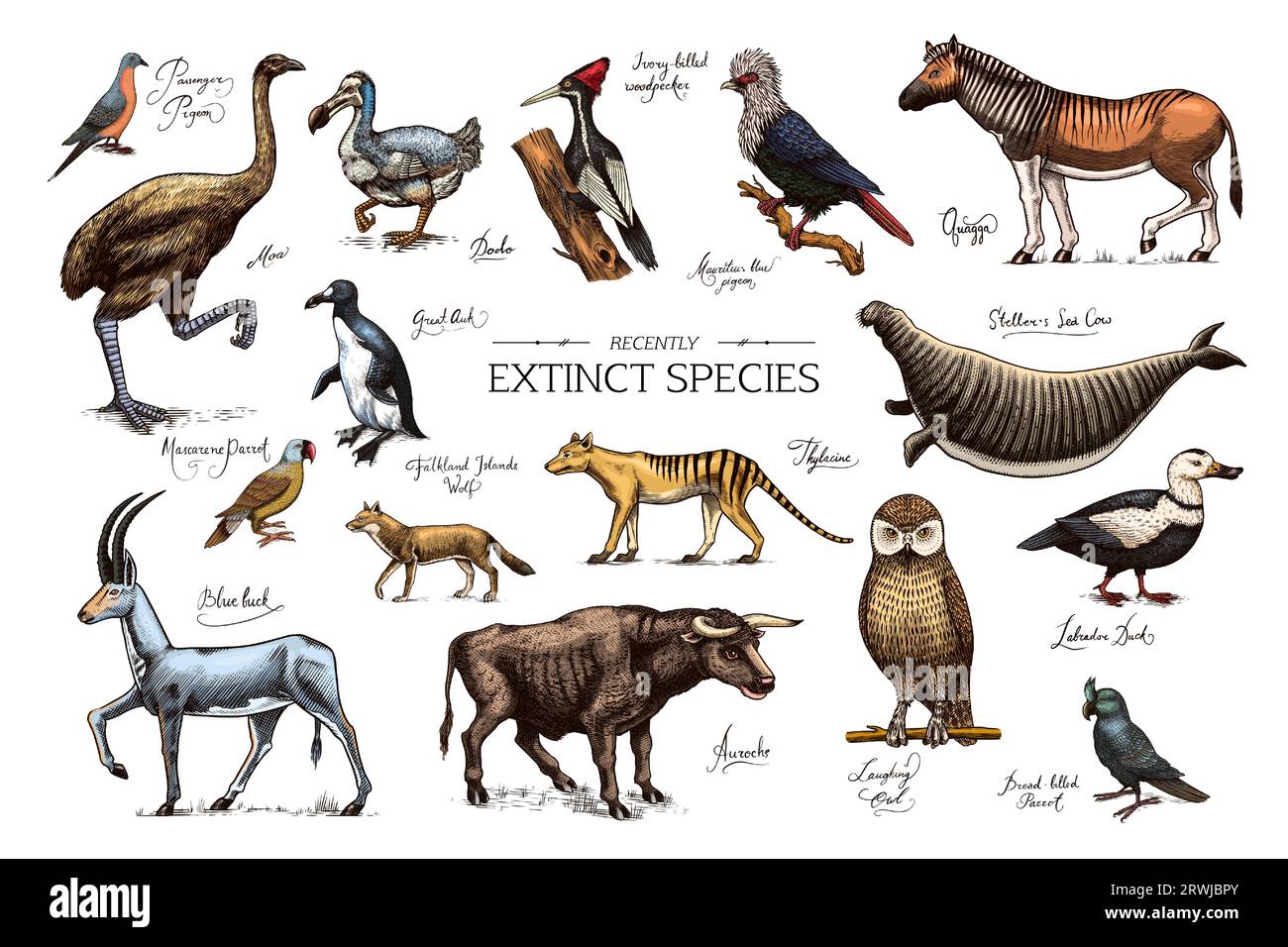 Extinct species. Wild mammal animals and birds. Dodo, Moa, Tasmanian
