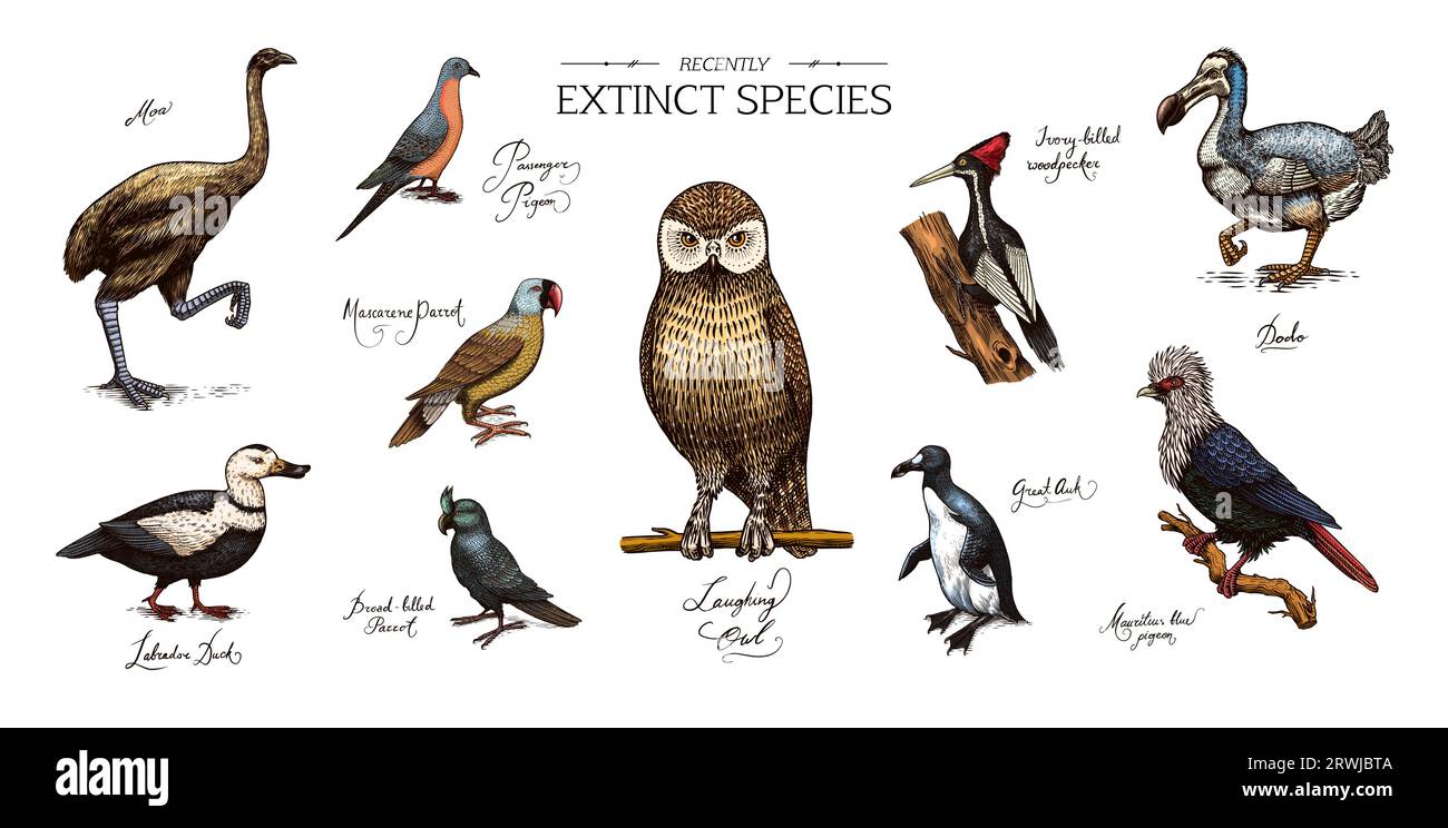 Extinct species. Wild mammal animals and birds.Dodo. Moa Passenger pigeon Great auk. Penguin. Mascarene parrot. Labrador duck. Laughing owl. Hand Stock Vector