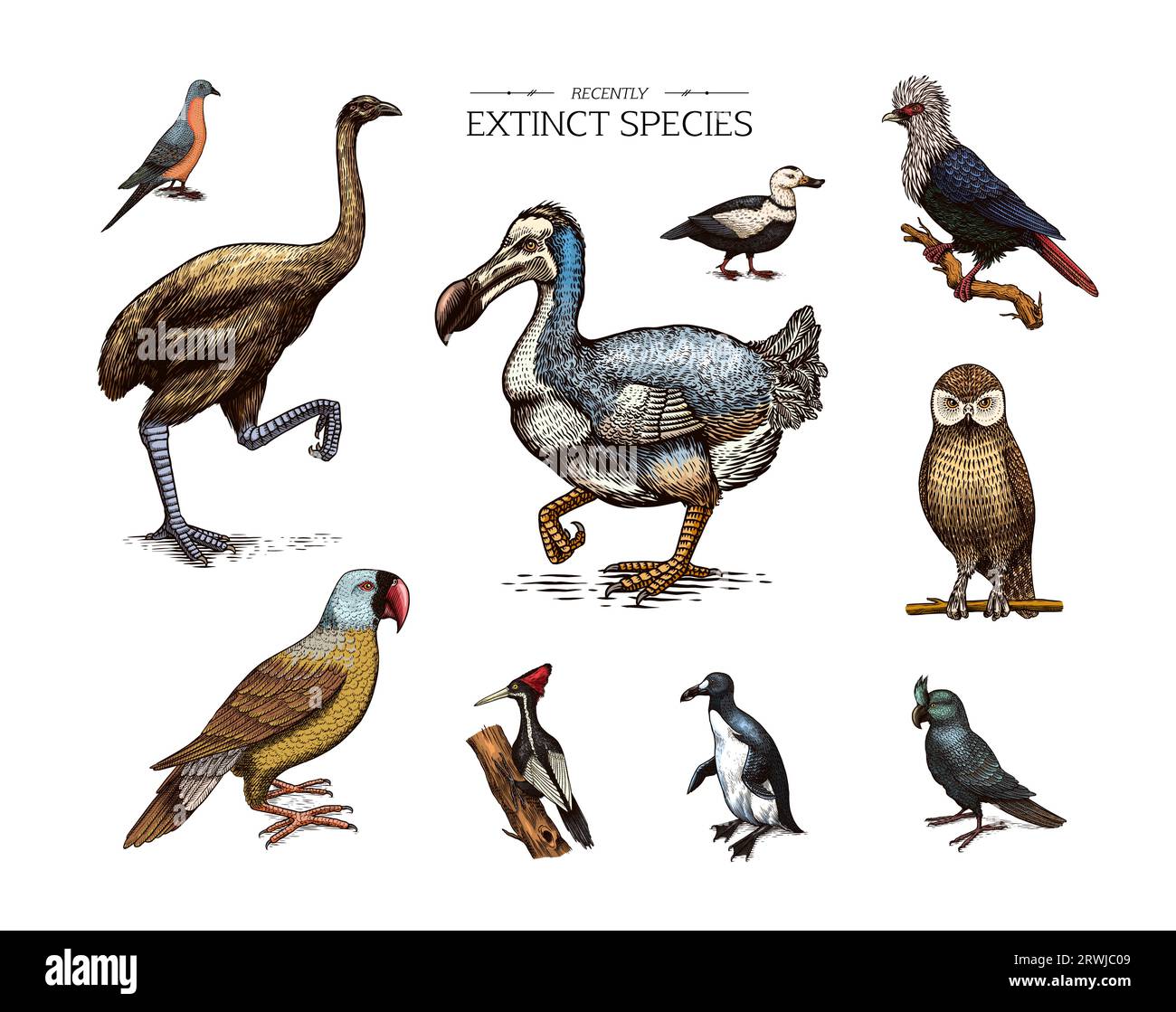 Extinct species. Wild mammal animals and birds.Dodo. Moa Passenger pigeon Great auk. Penguin. Mascarene parrot. Labrador duck. Laughing owl. Hand Stock Vector