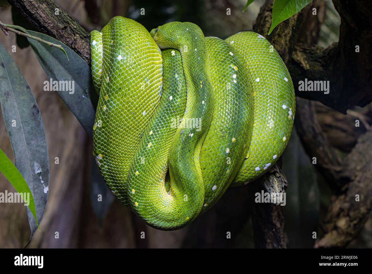 The green tree python - morelia viridis is coiled on  a branch Stock Photo