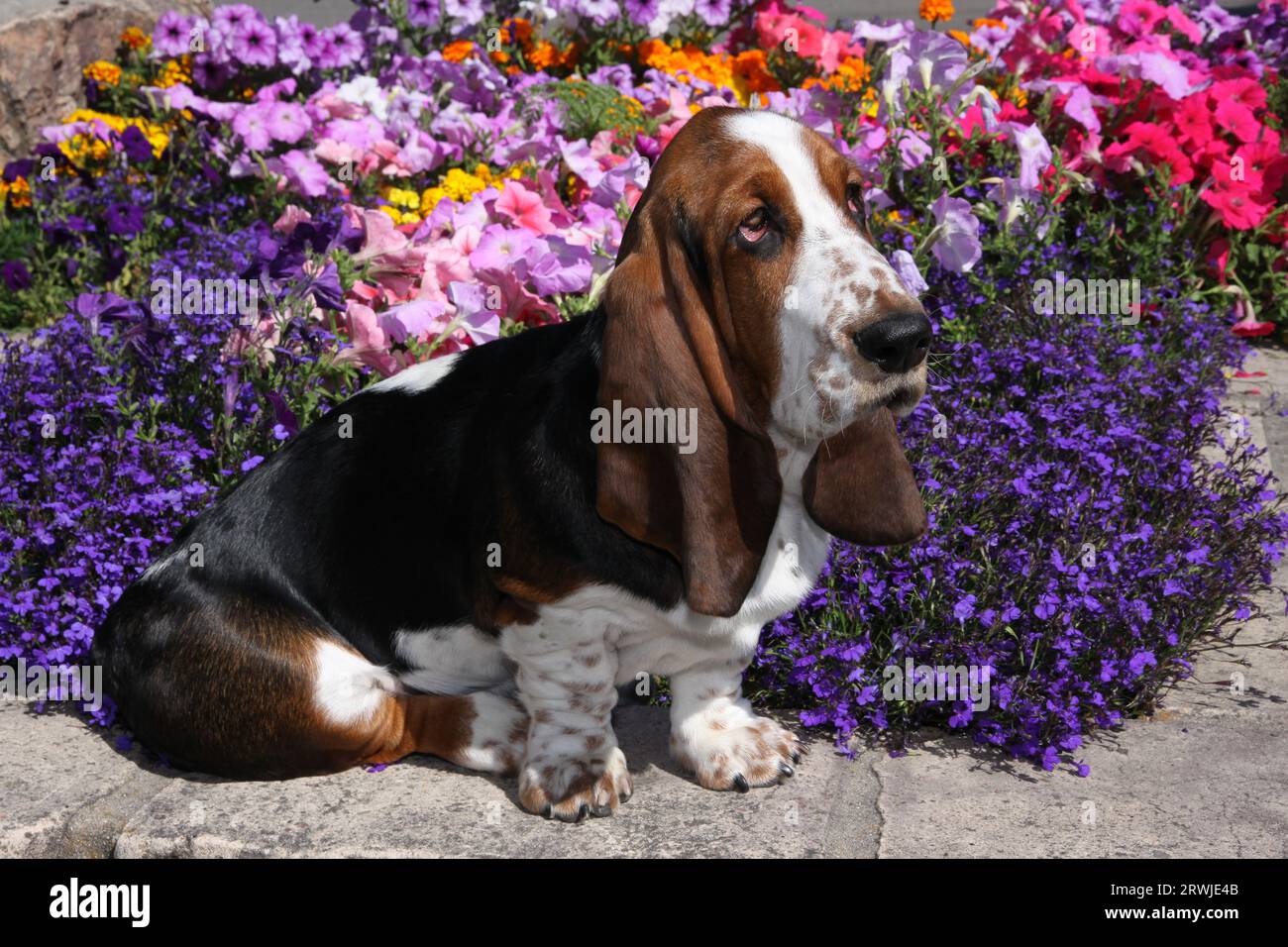 Hush puppies flower best sale