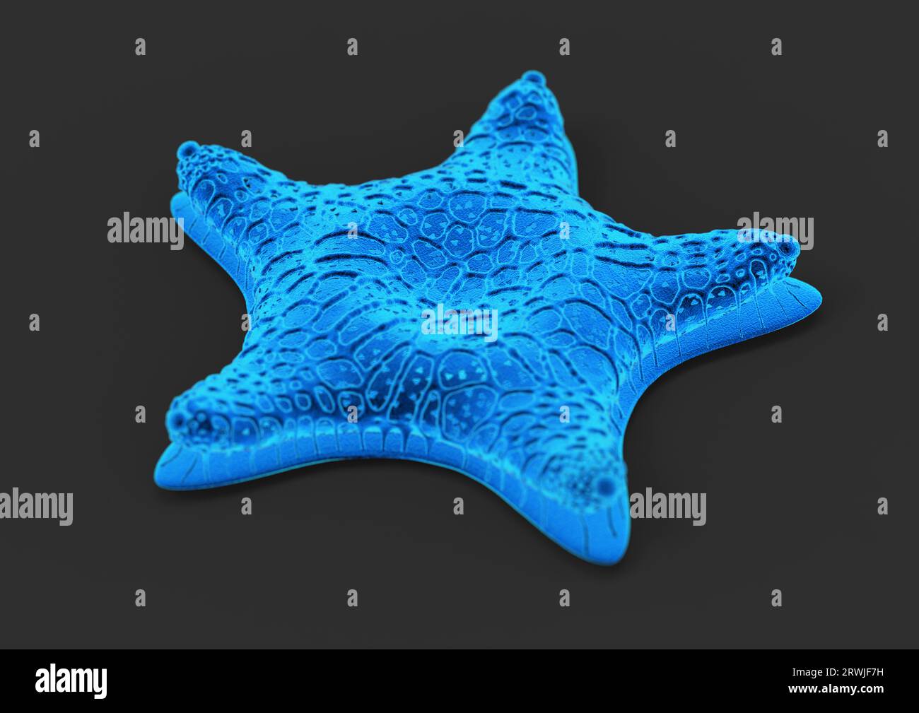 Star diatom, illustration Stock Photo - Alamy