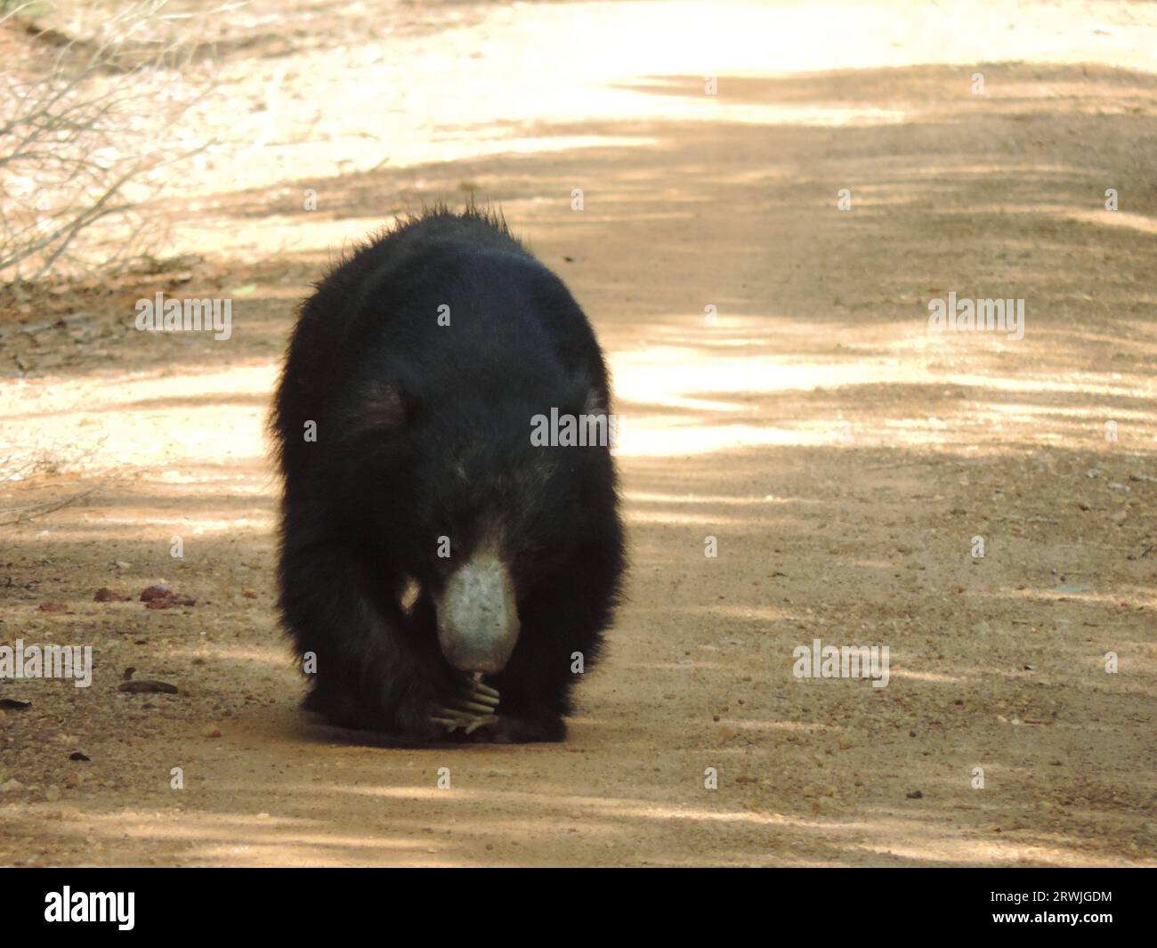 Sri Lankan Sloth Bear in the Wild, Visit Sri Lanka Stock Photo - Alamy