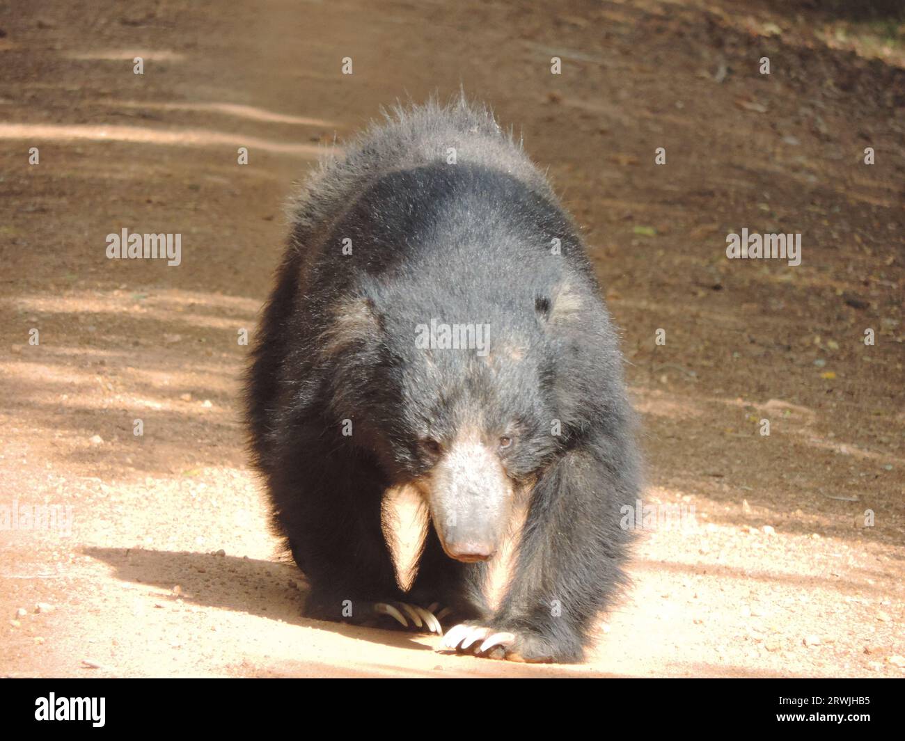 Sri Lankan Sloth Bear in the Wild, Visit Sri Lanka Stock Photo - Alamy