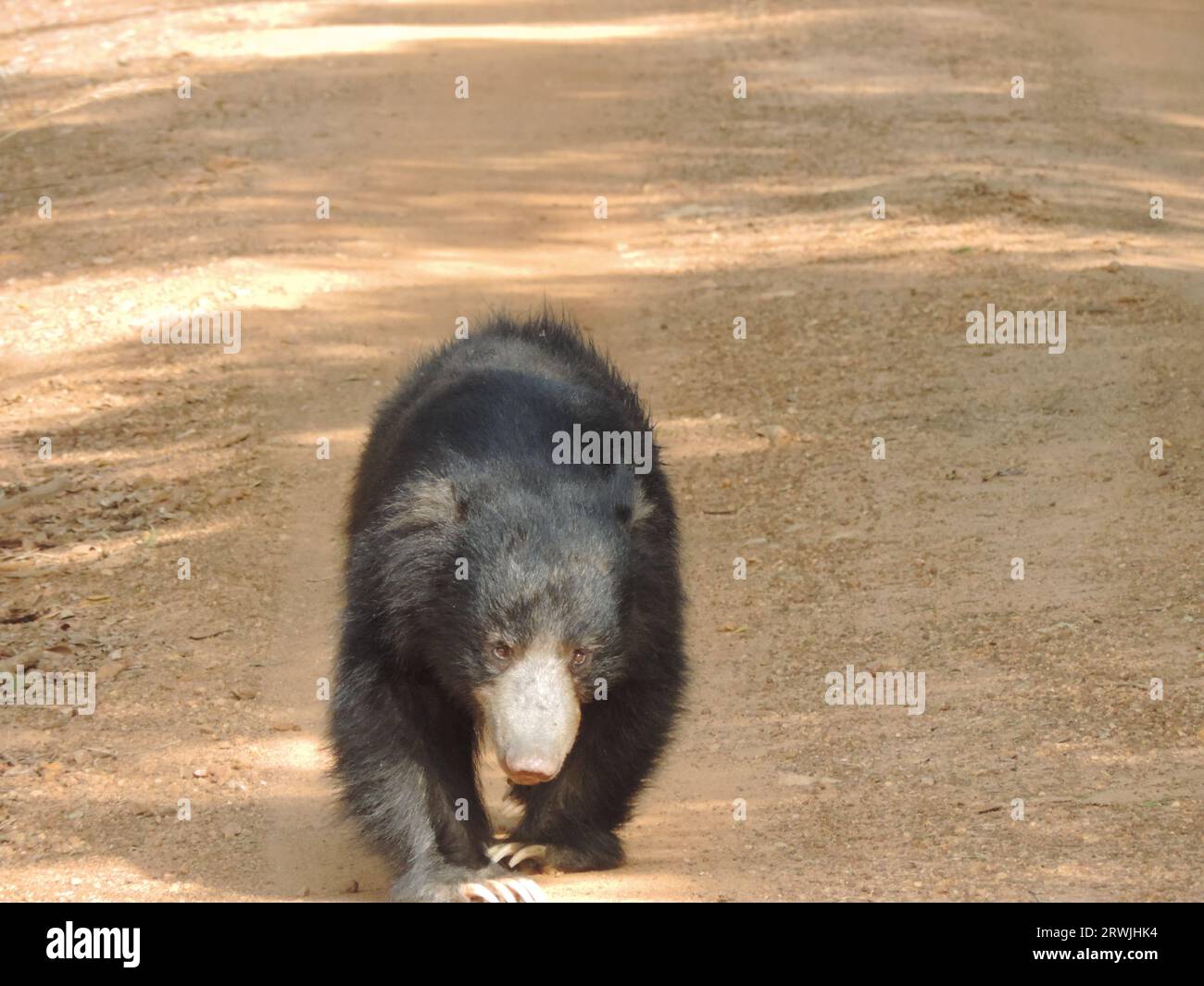 Sri Lankan Sloth Bear in the Wild, Visit Sri Lanka Stock Photo - Alamy