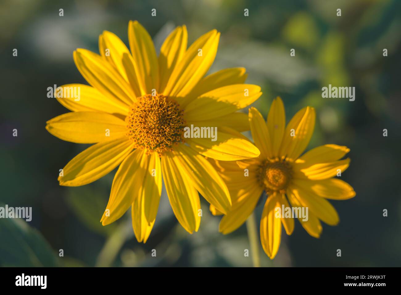 Black-eyed susan (Rudbeckia fulgida 'Goldstrum') flowers in bloom close-up in the garden Stock Photo