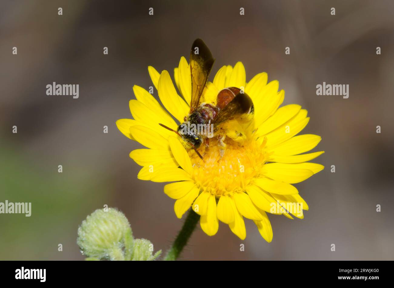 Nomiine Bee, Dieunomia nevadensis, foraging on Camphorweed, Heterotheca subaxillaris Stock Photo