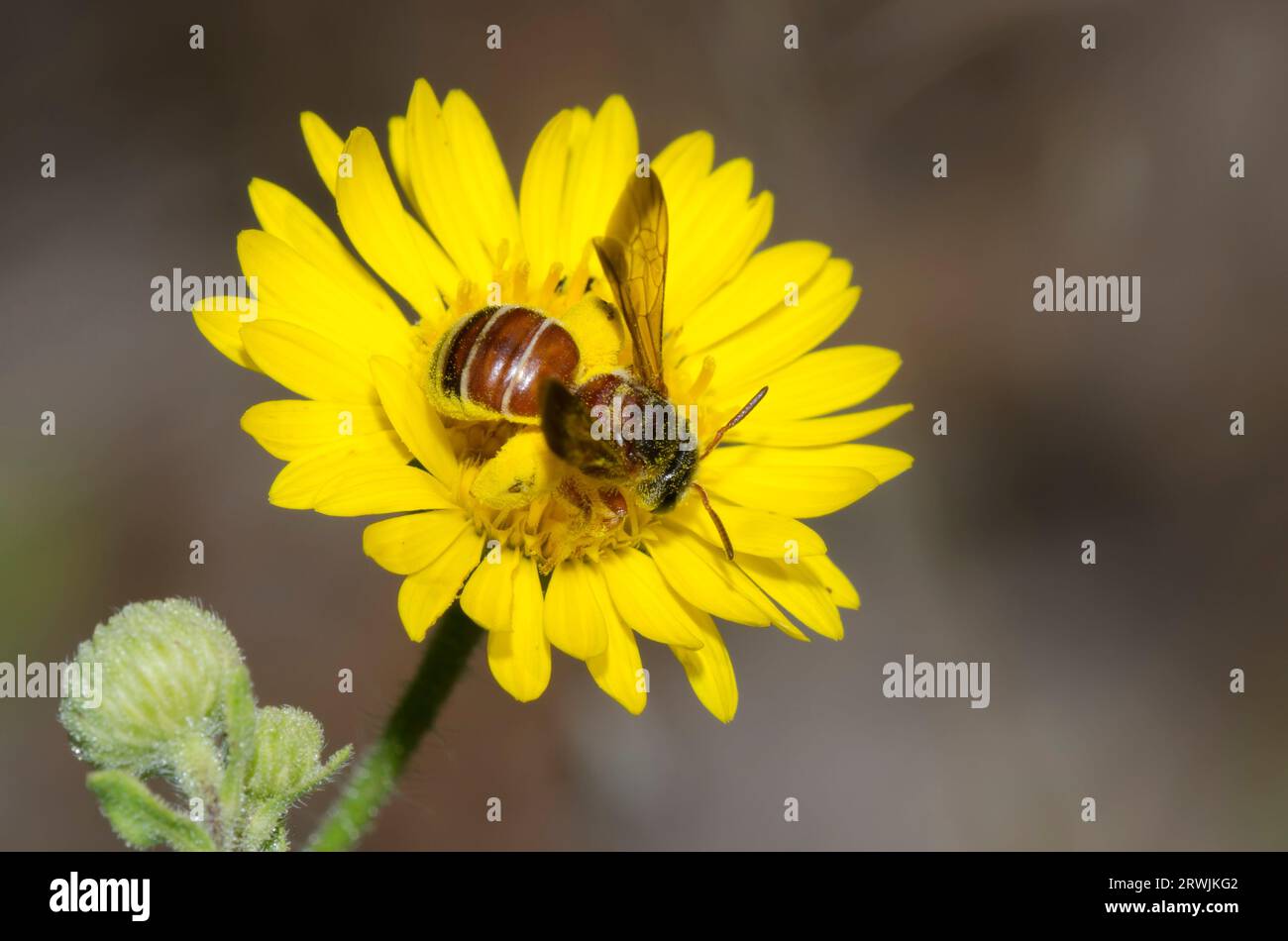 Nomiine Bee, Dieunomia nevadensis, foraging on Camphorweed, Heterotheca subaxillaris Stock Photo