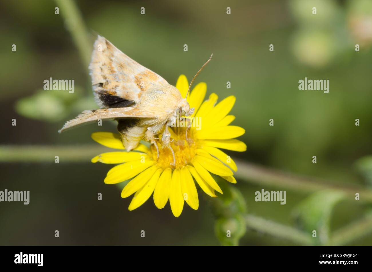 Alluring Schinia Moth, Schinia siren, foraging on Camphorweed, Heterotheca subaxillaris Stock Photo