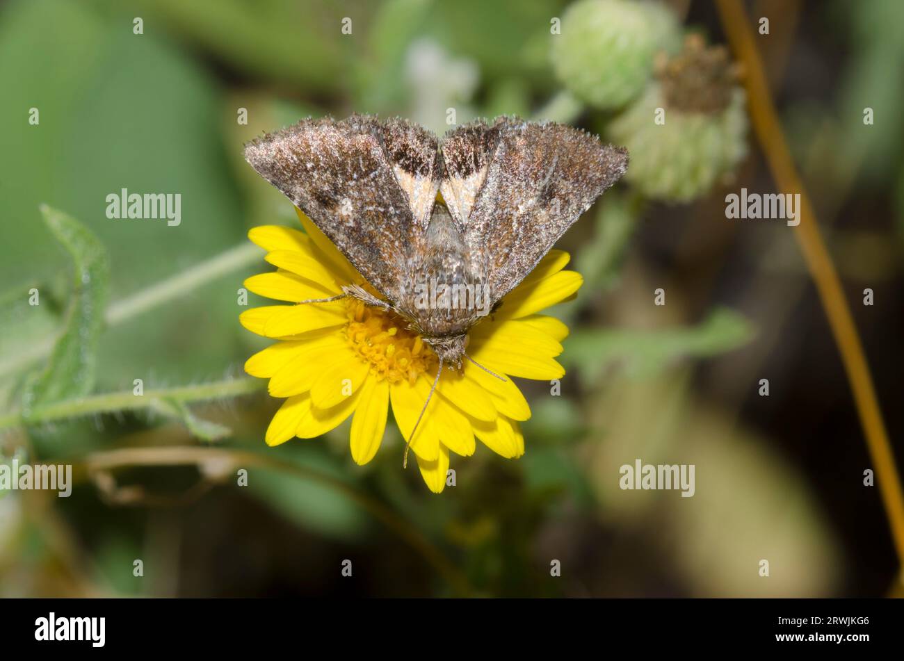 Camphorweed Flower Moth, Schinia nubila, foraging on Camphorweed, Heterotheca subaxillaris Stock Photo