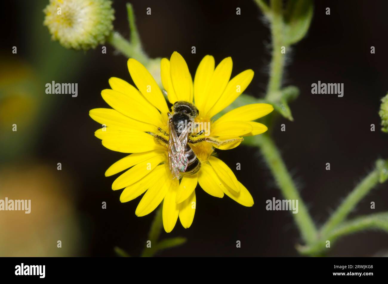 Ligated Furrow Bee, Halictus ligatus, foraging on Camphorweed, Heterotheca subaxillaris Stock Photo