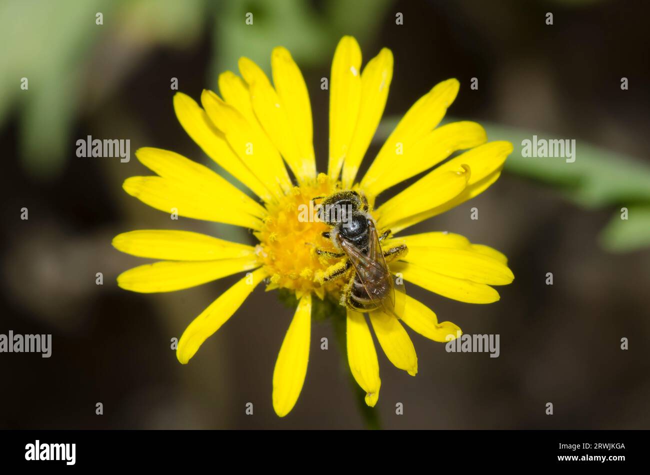 Ligated Furrow Bee, Halictus ligatus, foraging on Camphorweed, Heterotheca subaxillaris Stock Photo
