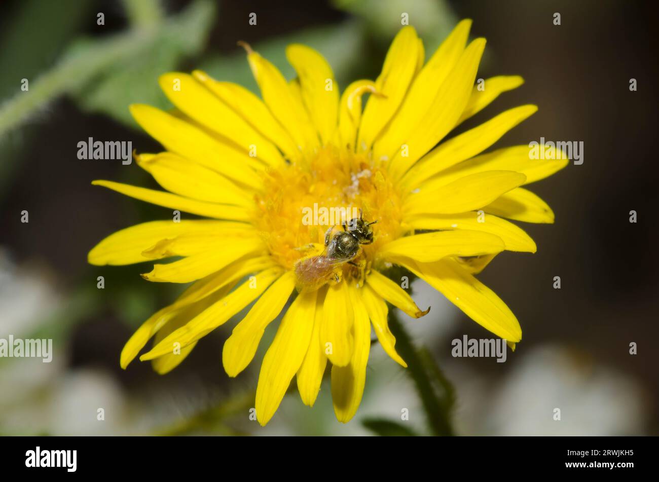 Sweat Bee, Lasioglossum sp., foraging on Camphorweed, Heterotheca subaxillaris Stock Photo